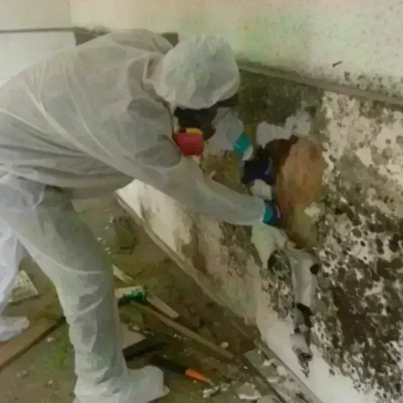 Mold Remediation and Removal in Alexandria, IN